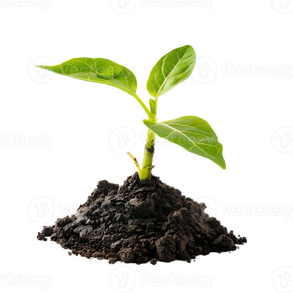 Green Plant Sprout Growing from Soil Realistic Image png