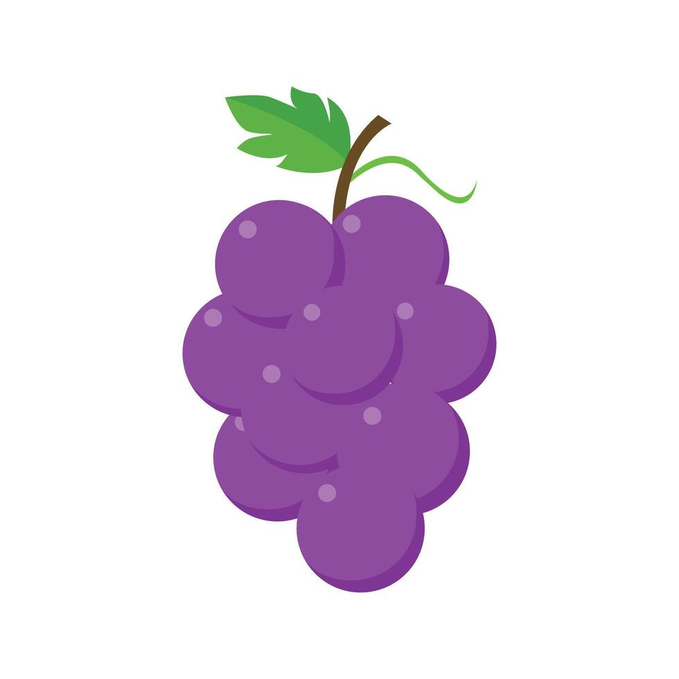 Grape fresh fruit design isolated on white background . Popular season fruit. vector