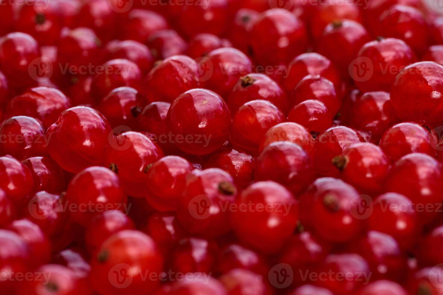Red currant on green grass background in white cup photo