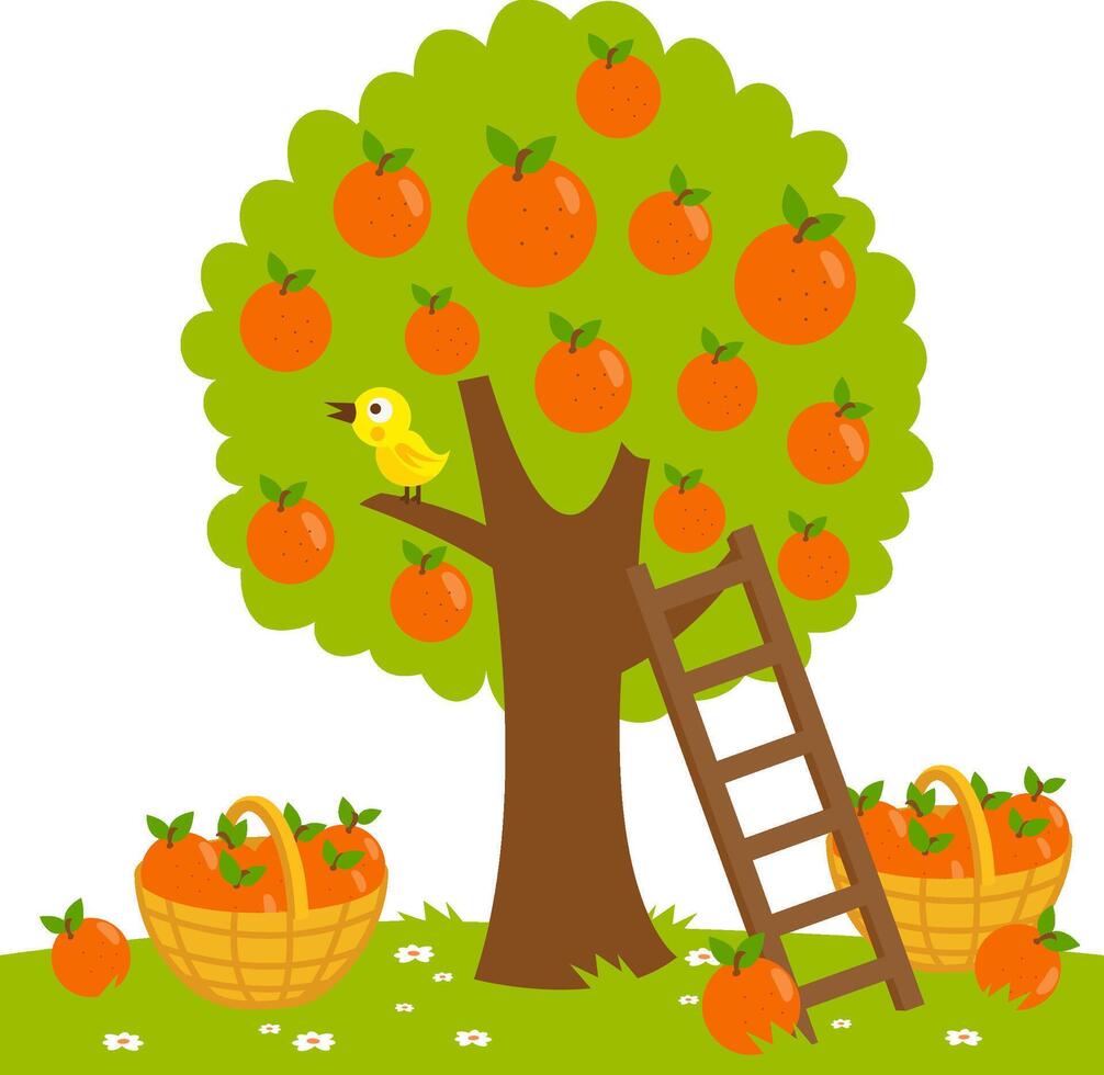 An orange tree, a ladder and a basket with picked oranges. Orange fruit produce picking at the farm in the orchard garden. vector