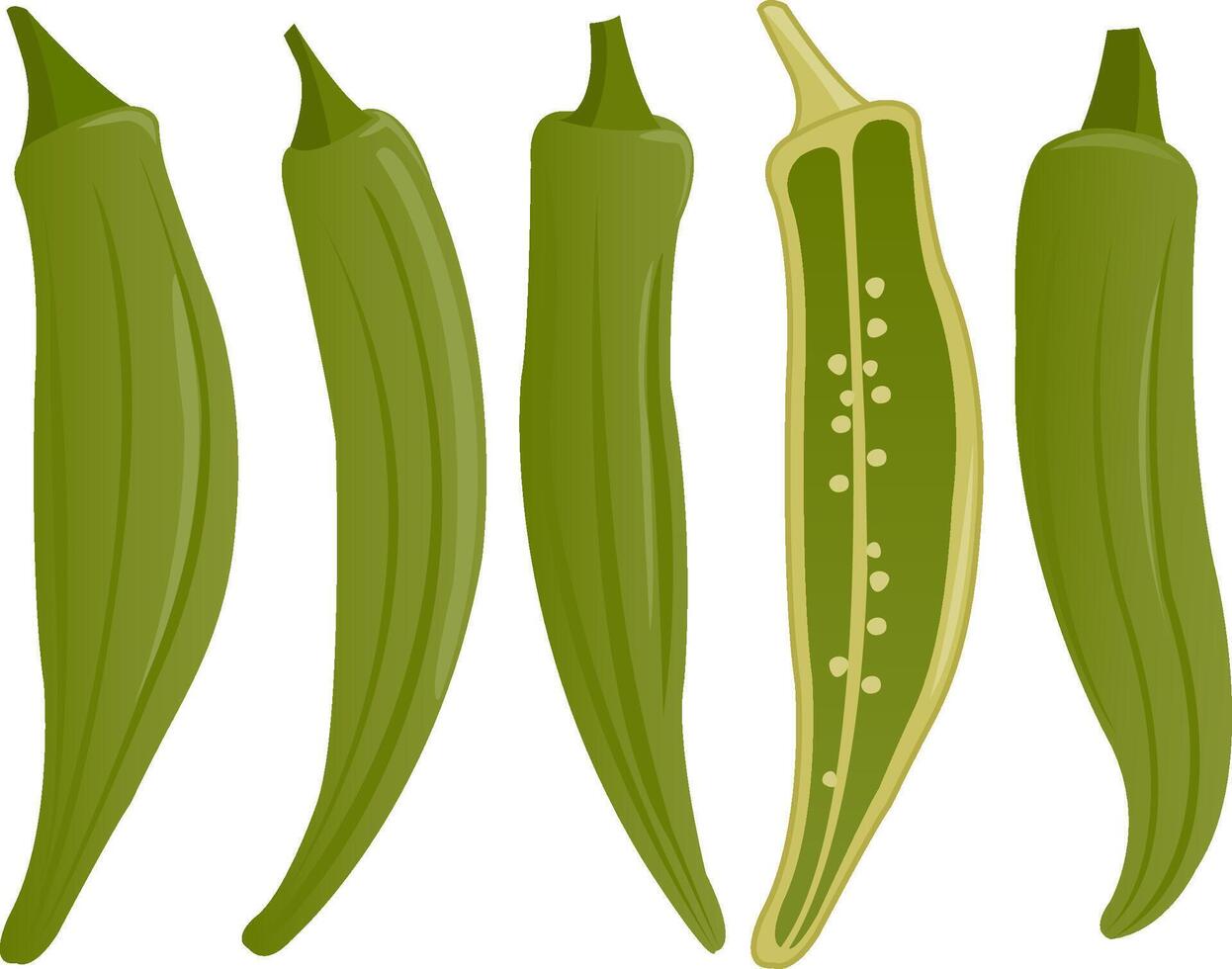 Whole and sliced okra, lady fingers, bamia, bhindi vegetables. Fresh green vegetable, cooking ingredient. vector