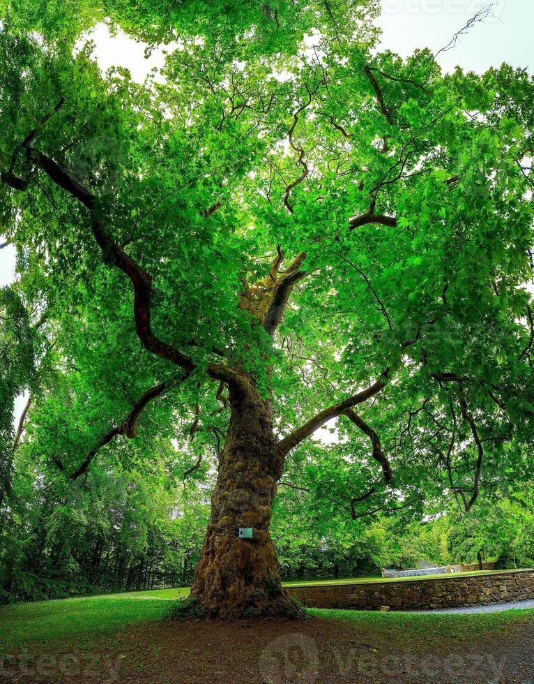 Summer old tree green leaves photo