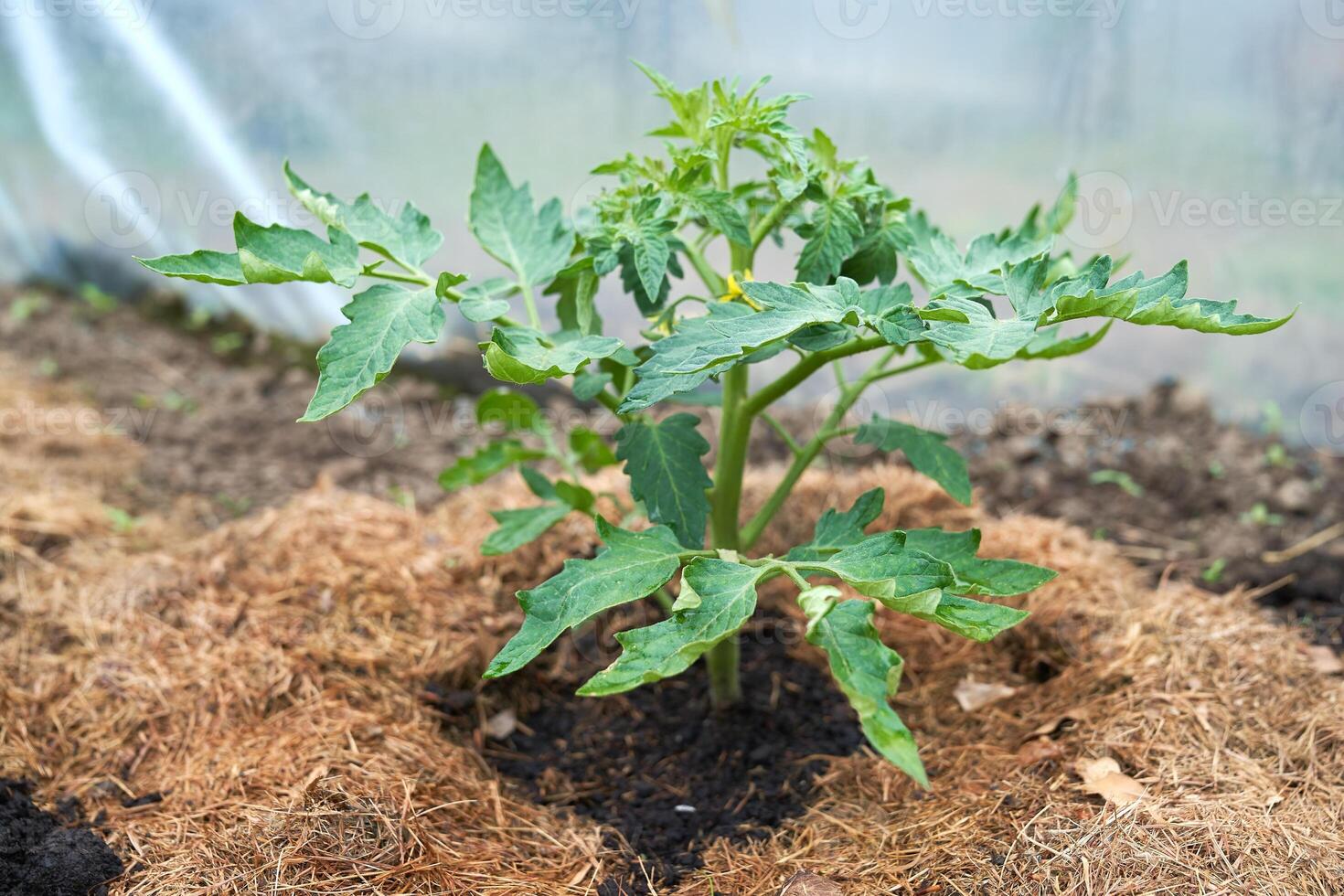Eco veg growing photo