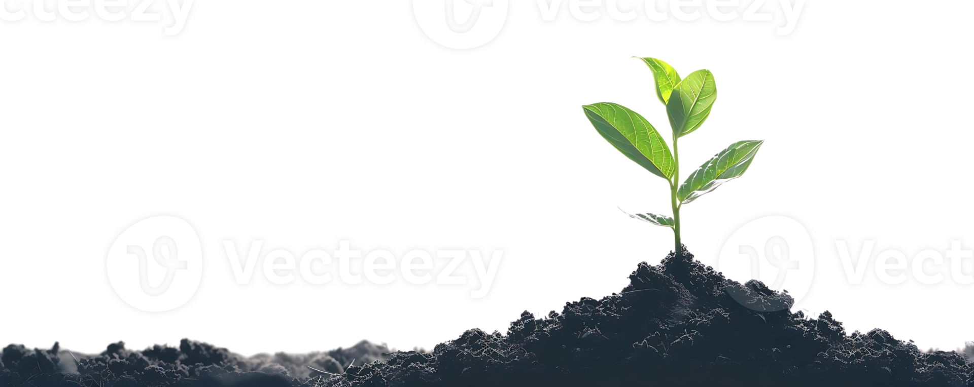 Green Plant Sprout Emerging From Dark Soil - Realistic Image png