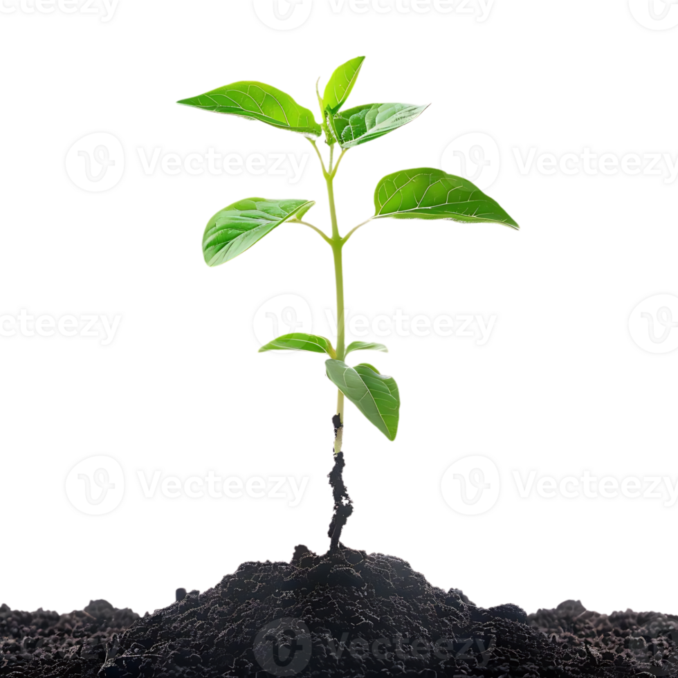 Green Sprout Emerging from Dark Soil - Realistic Image png