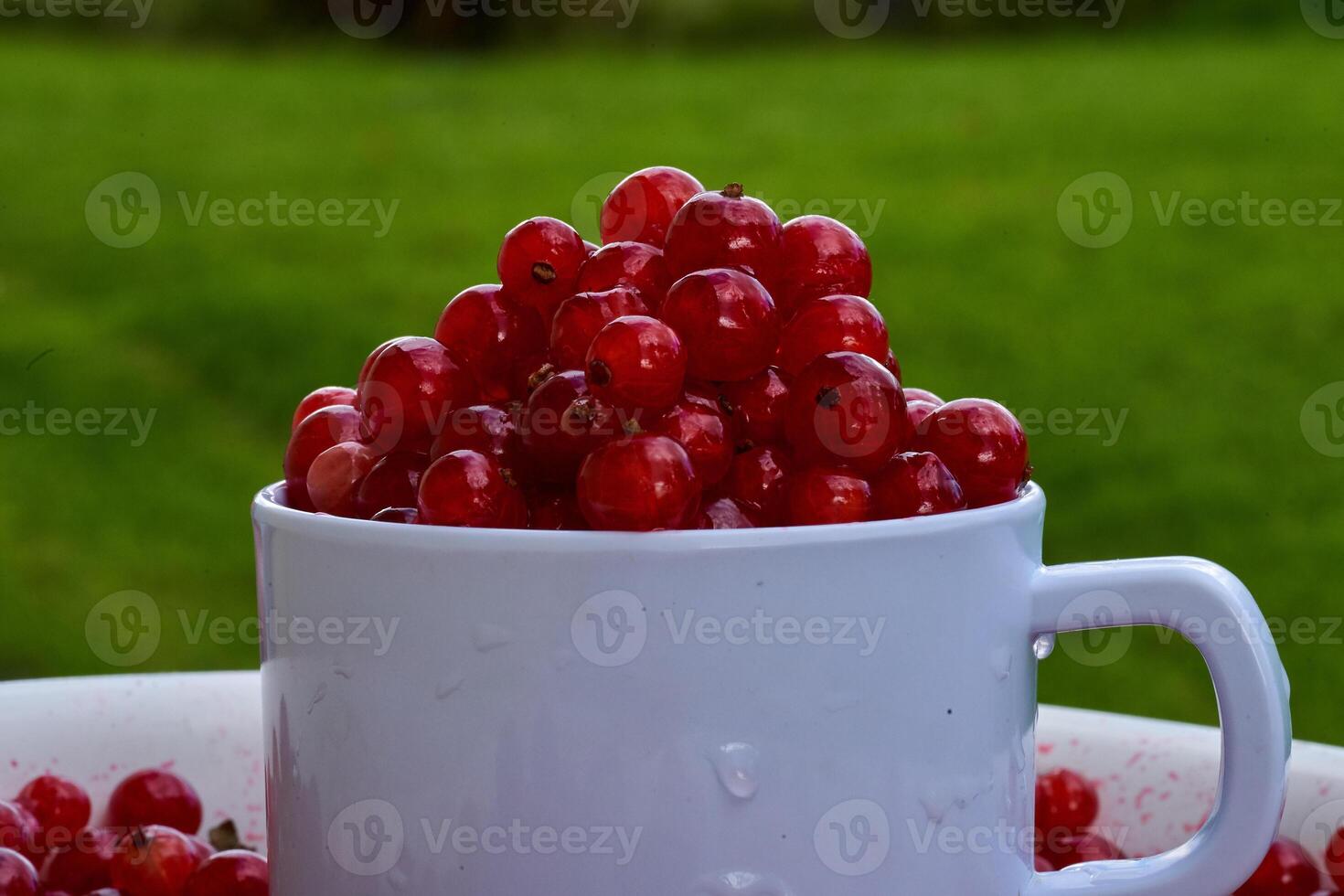 Red currant on green grass background in white cup, on the spoon photo