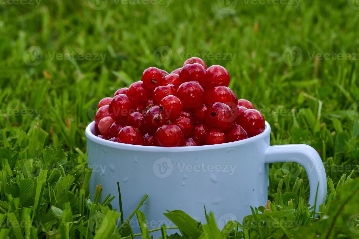 Red currant on green grass background in white cup, on the spoon photo