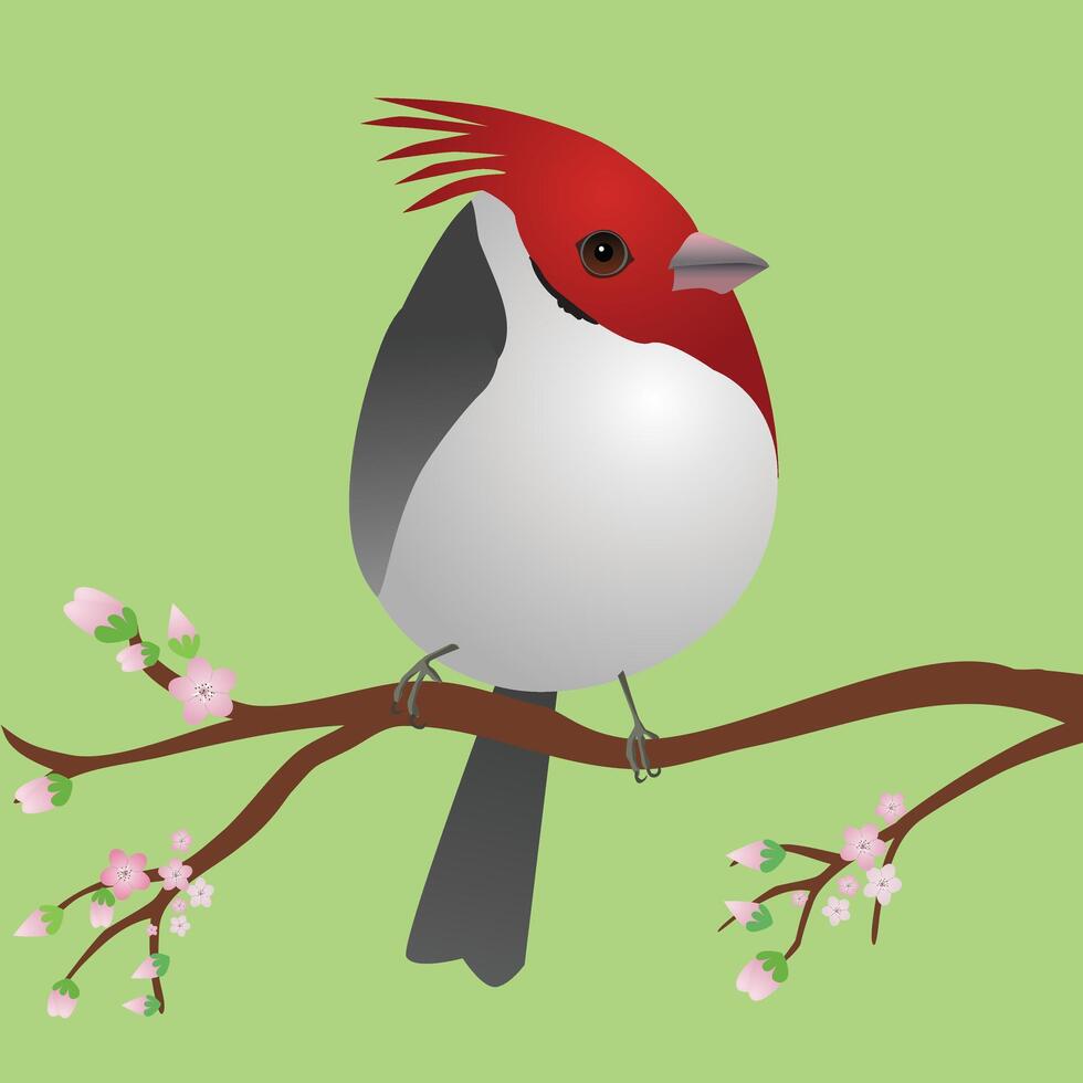 A very cute red crested cardinal bird in the shape of an egg. Green background. The bird sits on a branch with pink blossoms. vector