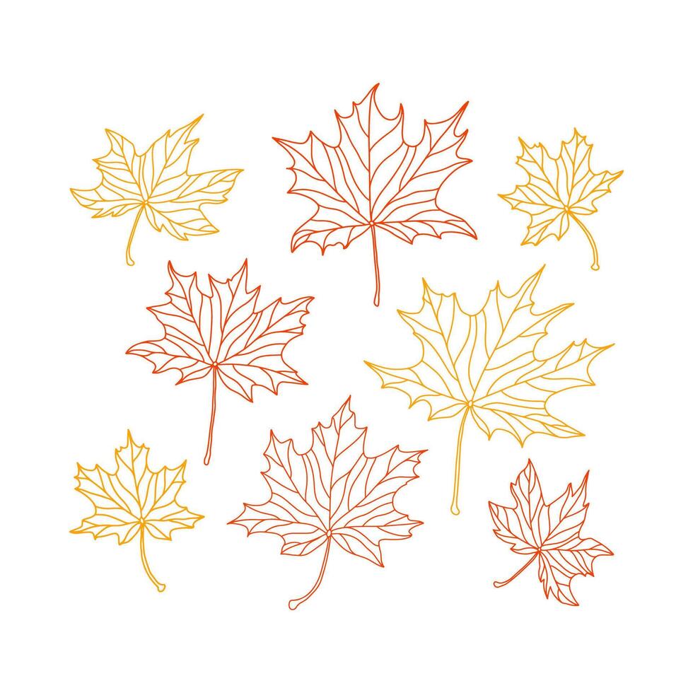Red and yellow maple leaves with veins outline on white background. Autumn, fall season element set. vector