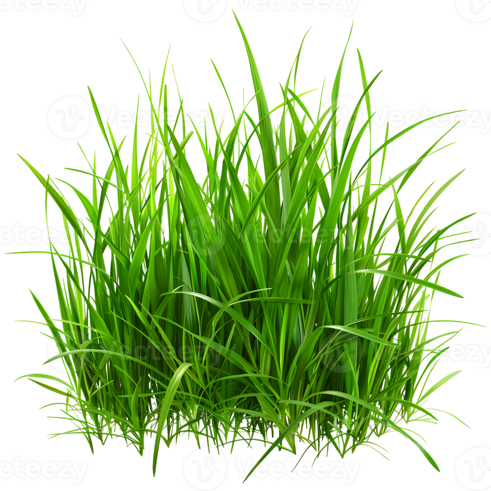 Green grass isolated on transparent background png