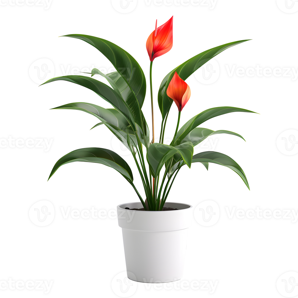 Plant pot flower isolated on transparent background png