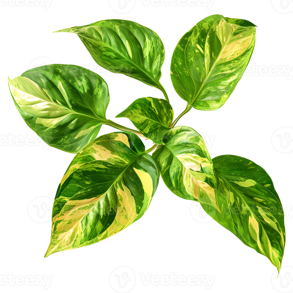 Epipremnum Aureum flower isolated on transparent background png