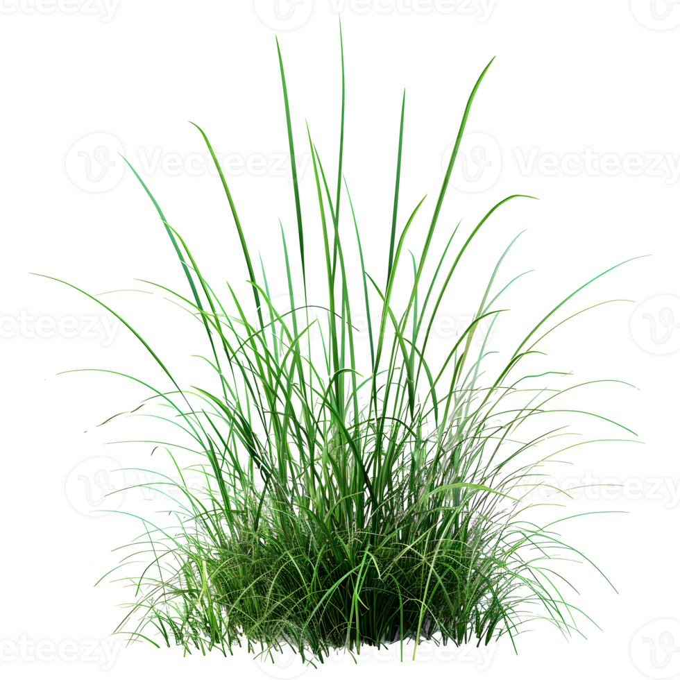 Green grass isolated on transparent background png