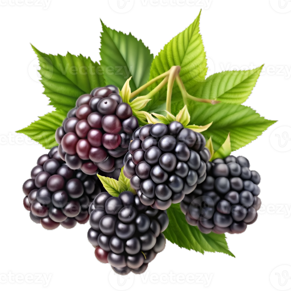 Branch of delicious ripe blackberries Hyperrealistic Highly Detailed Isolated On Transparent Background png