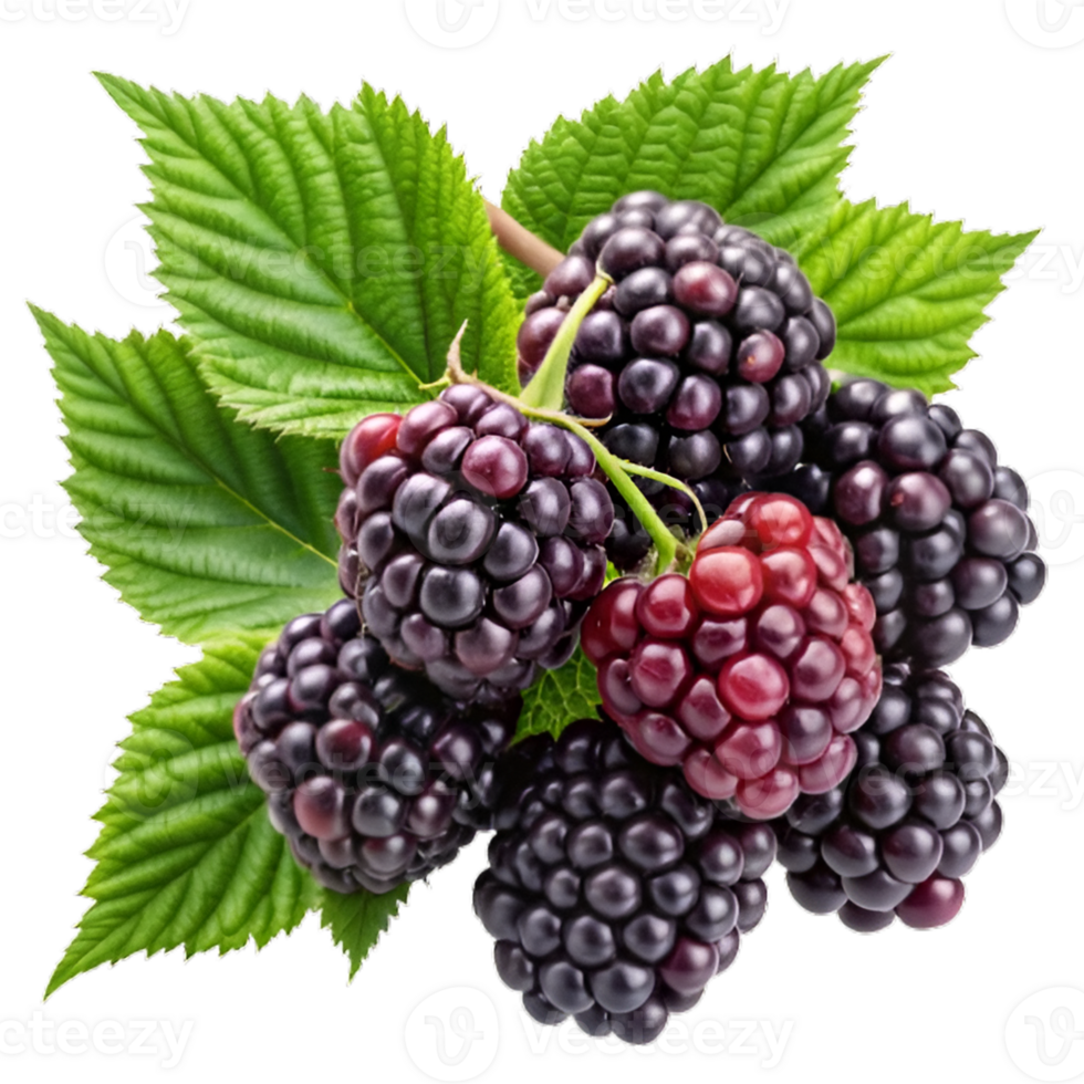 Branch of delicious ripe blackberries Hyperrealistic Highly Detailed Isolated On Transparent Background png
