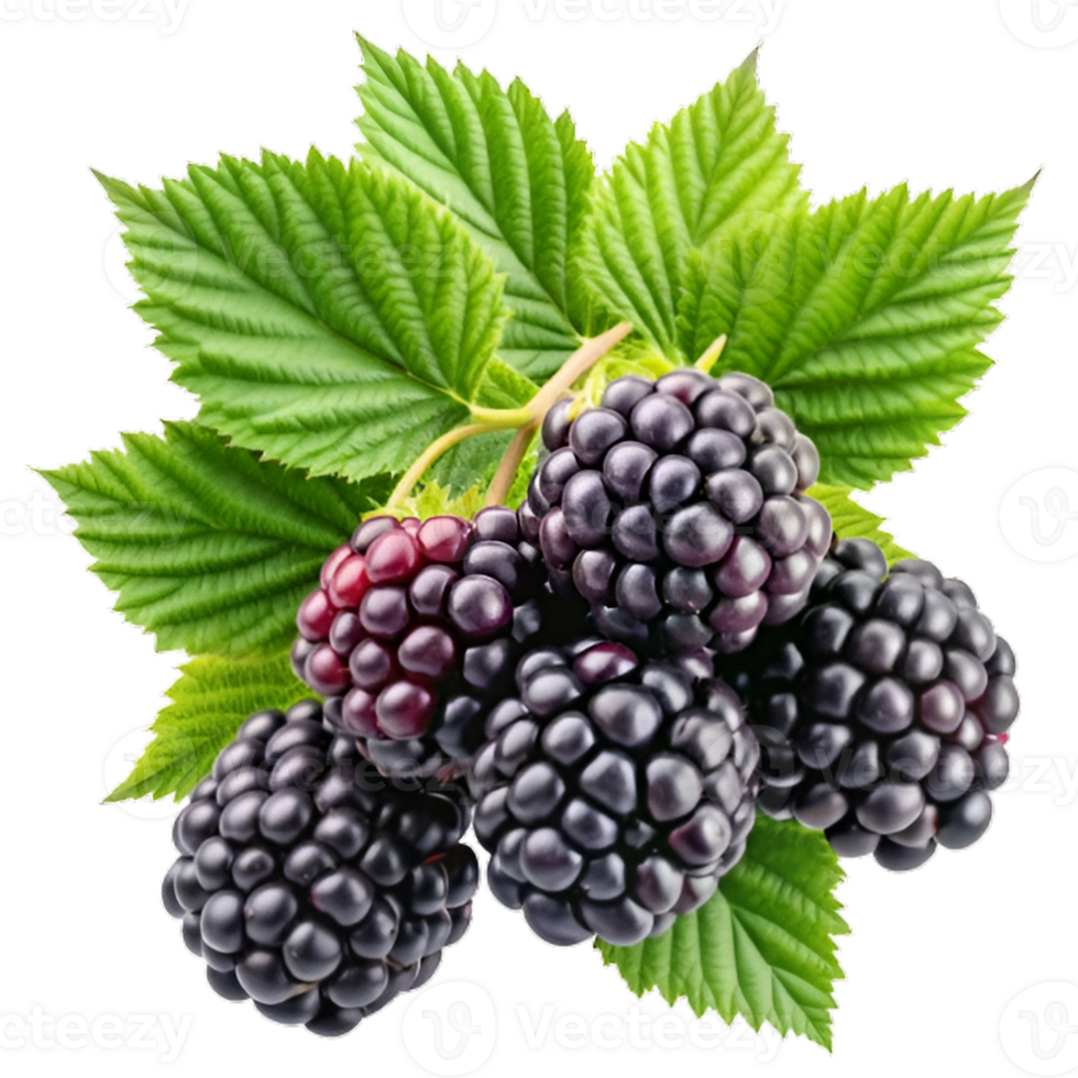 Branch of delicious ripe blackberries Hyperrealistic Highly Detailed Isolated On Transparent Background png