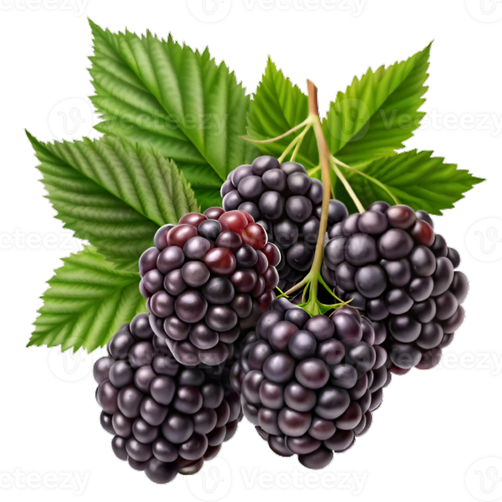 Branch of delicious ripe blackberries Hyperrealistic Highly Detailed Isolated On Transparent Background png