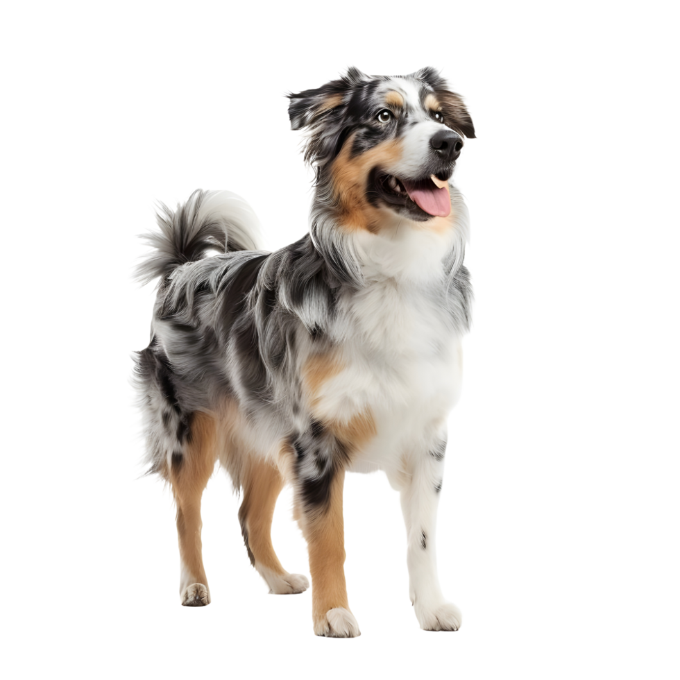 A full length Australian shepherd dog on transparent background png