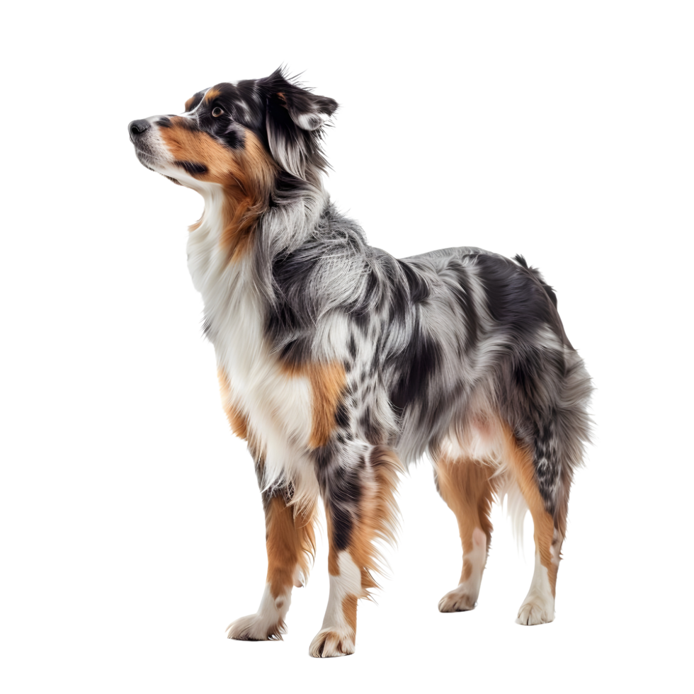 A full length Australian shepherd dog on transparent background png
