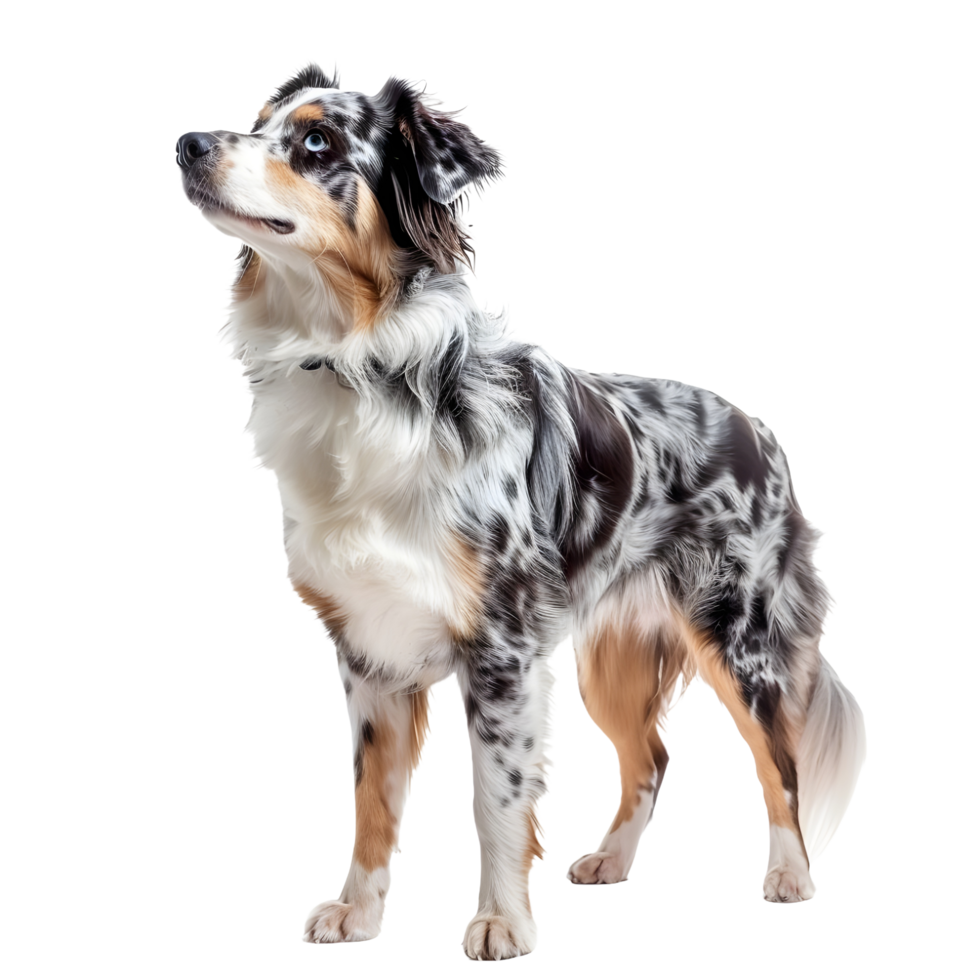 A full length Australian shepherd dog on transparent background png