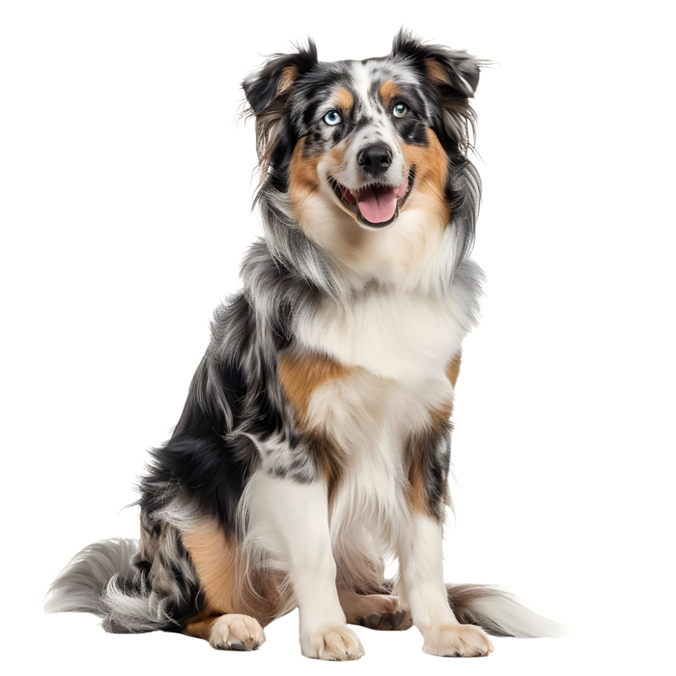 A full length Australian shepherd dog on transparent background png