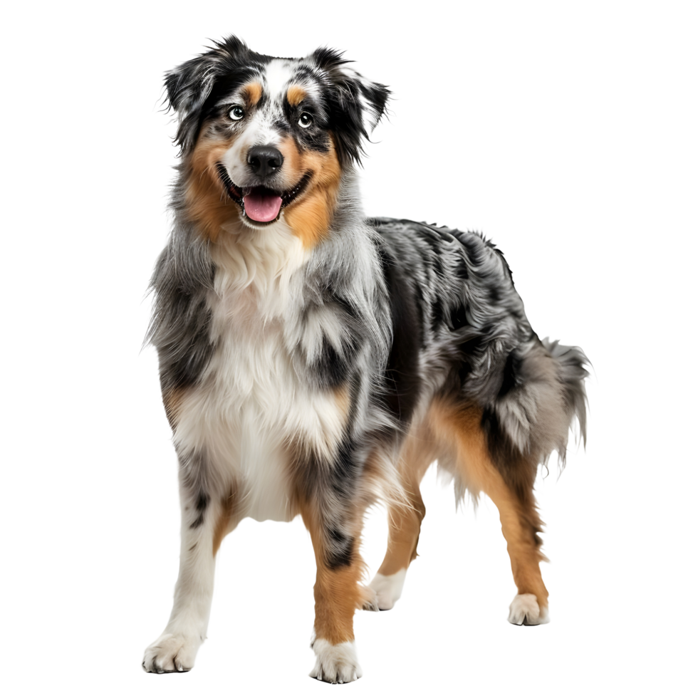 A full length Australian shepherd dog on transparent background png