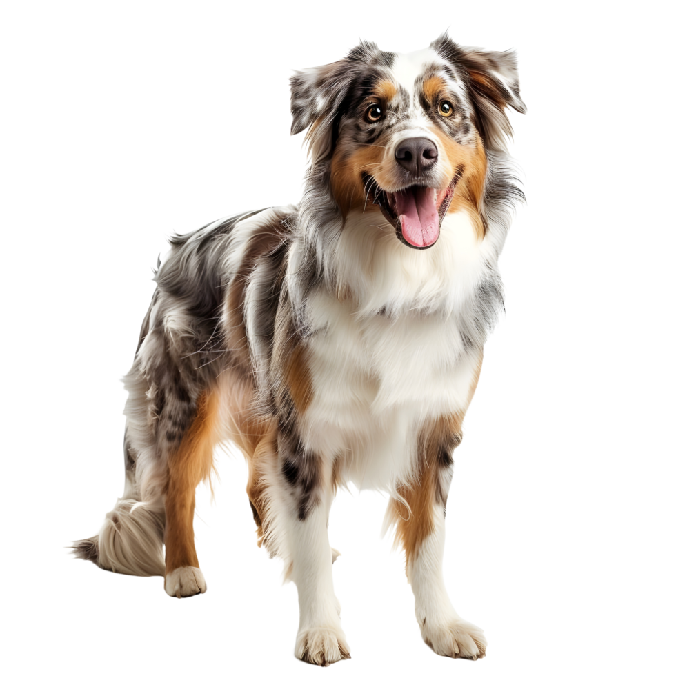 A full length Australian shepherd dog on transparent background png
