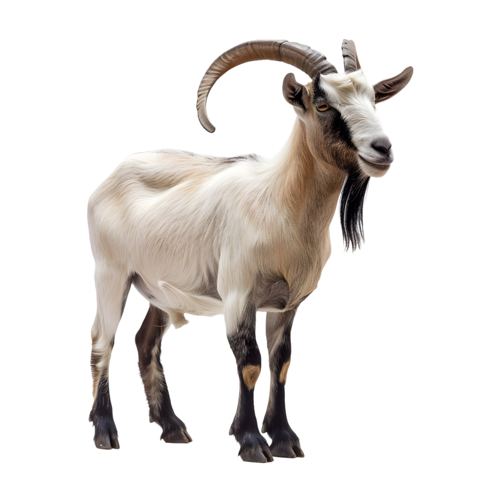 A long horned goat on transparent backdrop png
