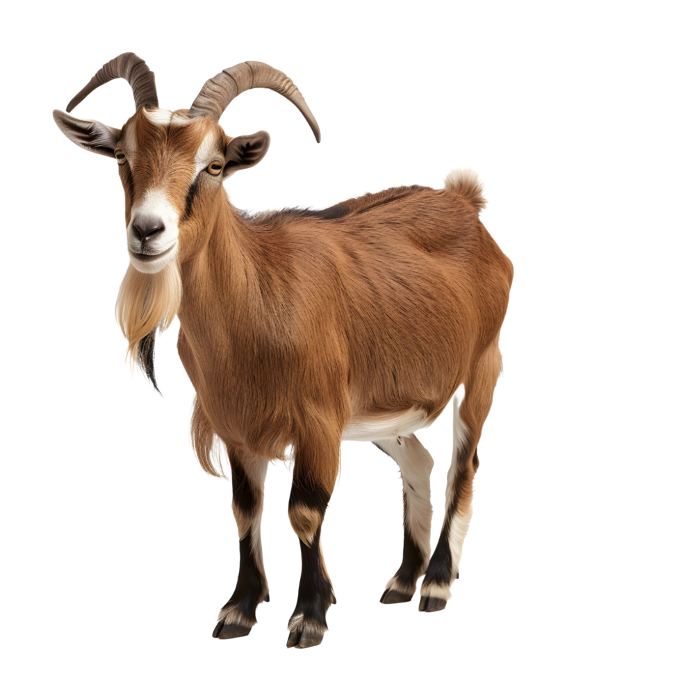 A long horned goat on transparent backdrop png