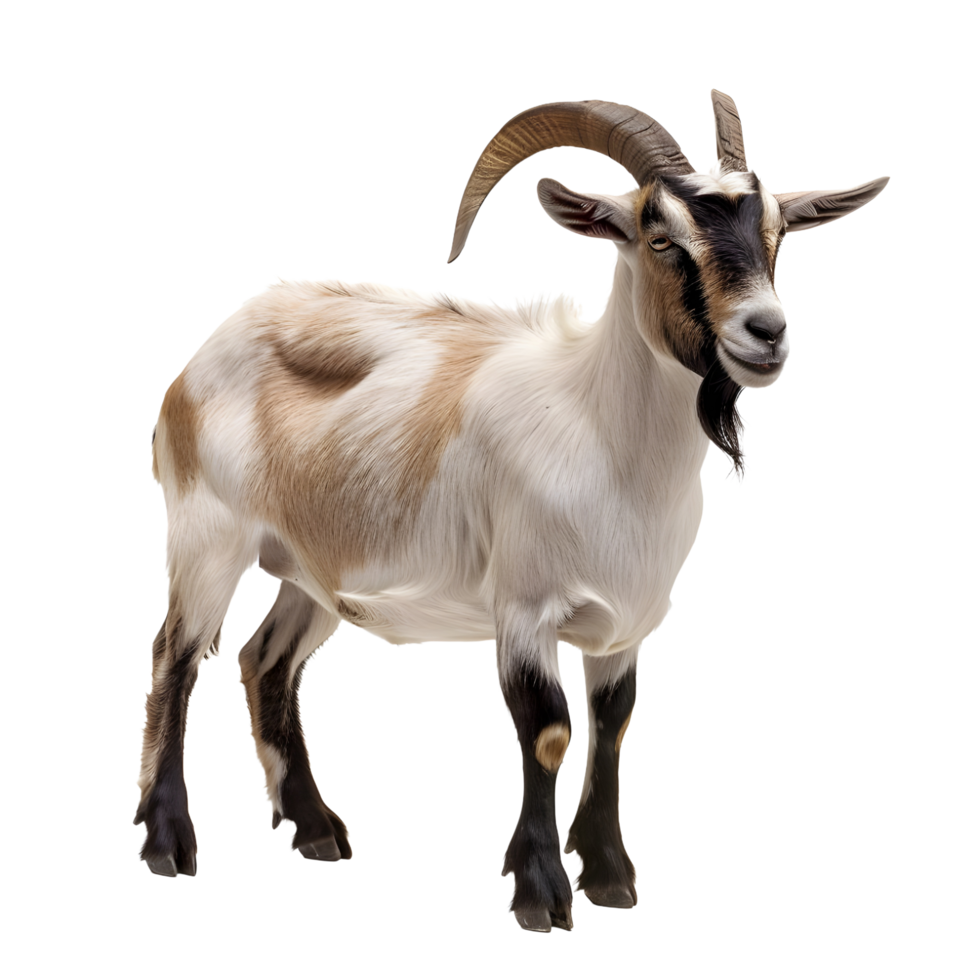 A long horned goat on transparent backdrop png