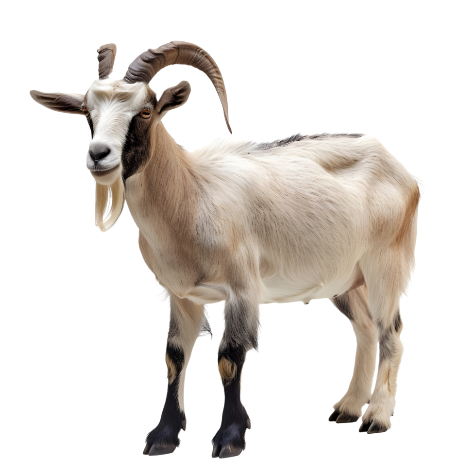 A long horned goat on transparent backdrop png