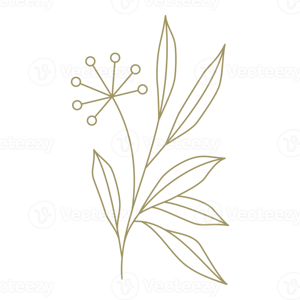 Minimalist floral line art design element png