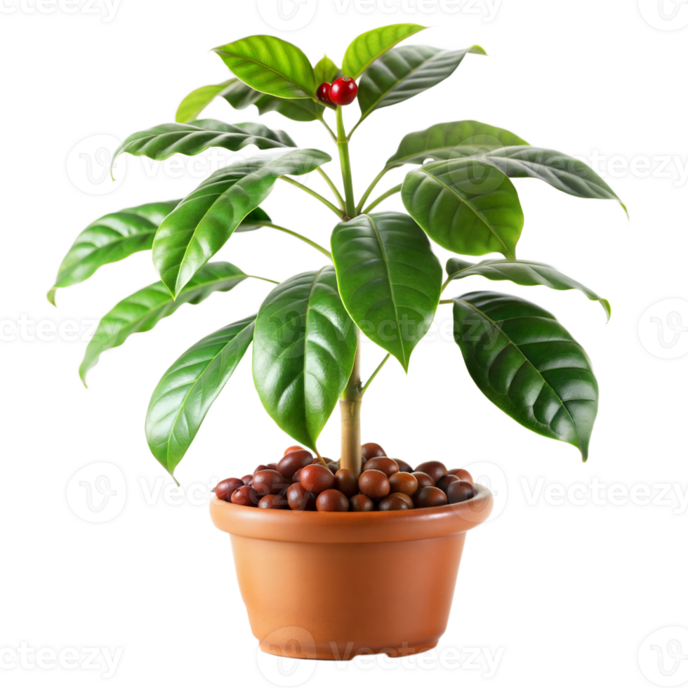Young coffee plant growing in a terracotta pot png