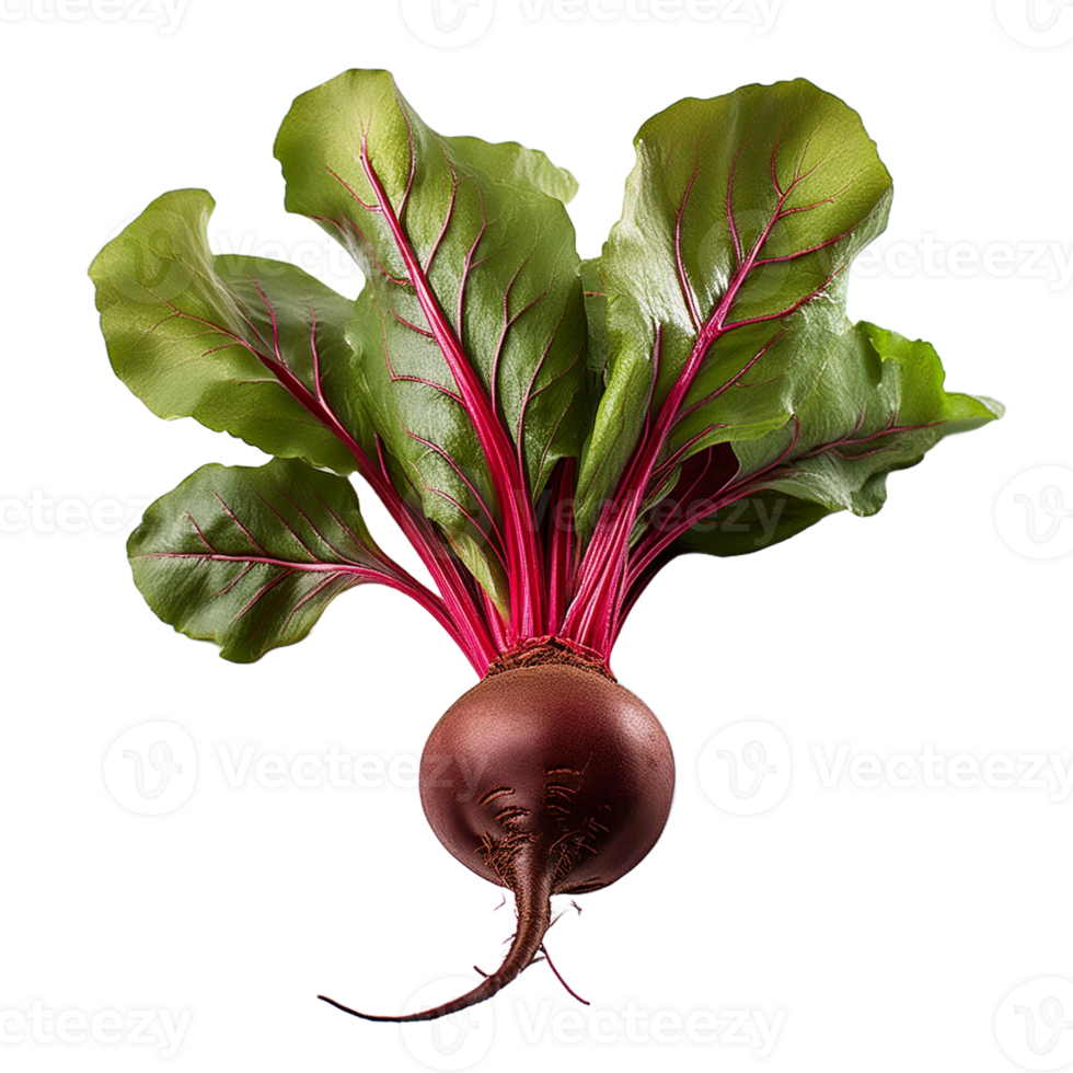 Vegetable Image Without Background Purple Beet png