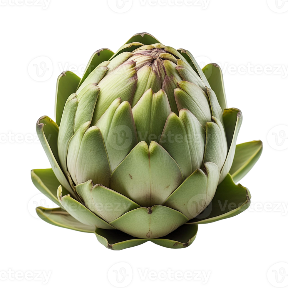 Vegetable Image Without Background Green Artichoke png