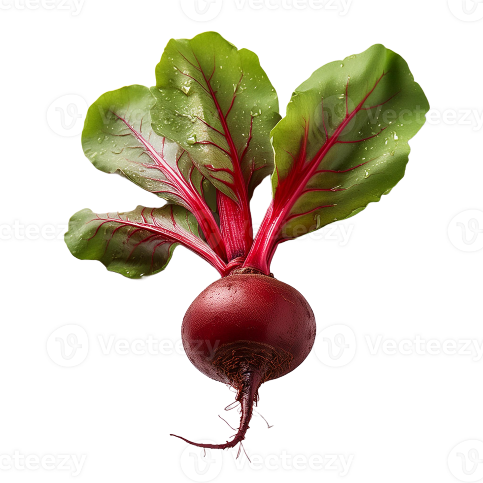 Vegetable Image Without Background Purple Beet png