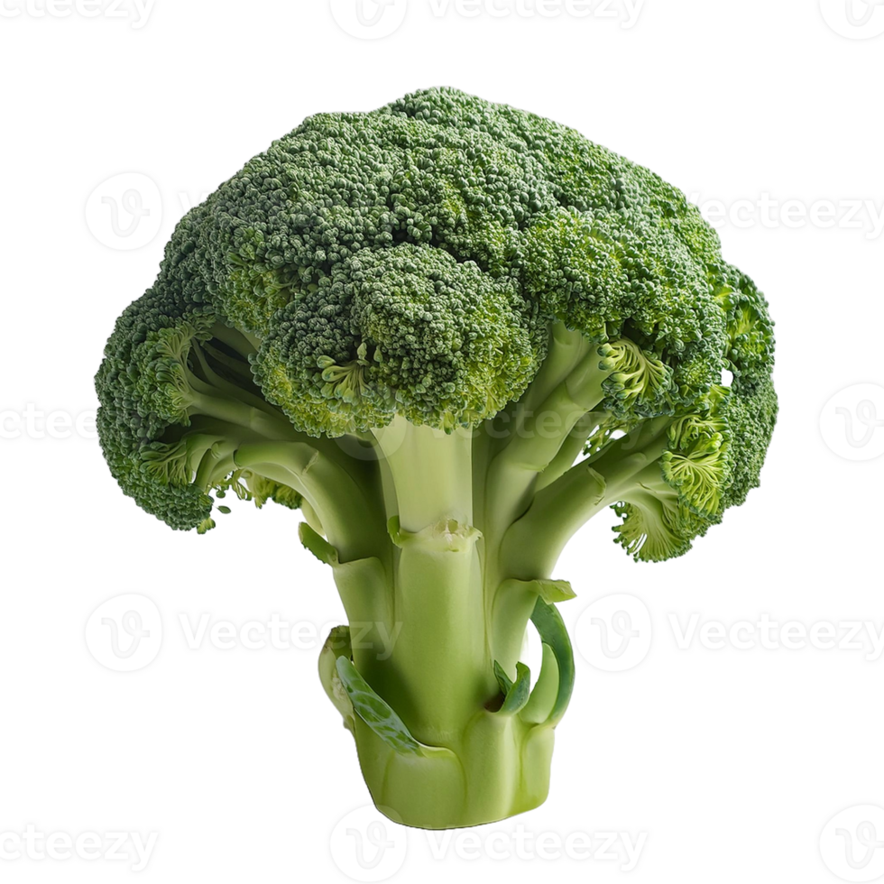 Vegetable Image Without Background Green Brocoli png