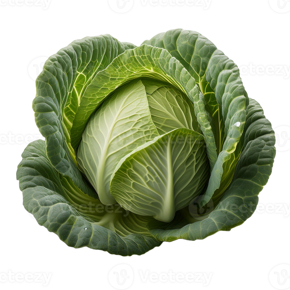 Vegetable Image Without Background Green Cabbage png