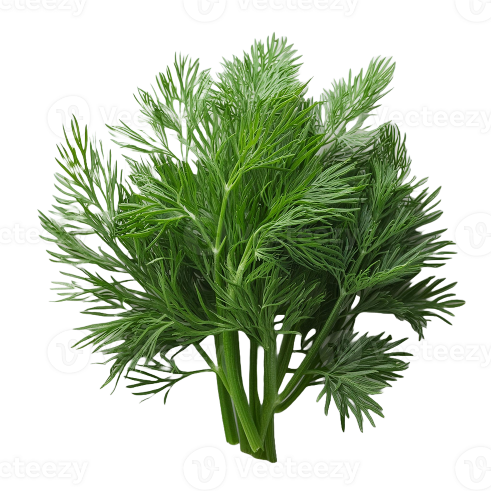 Vegetable Image Without Background Green Dill png