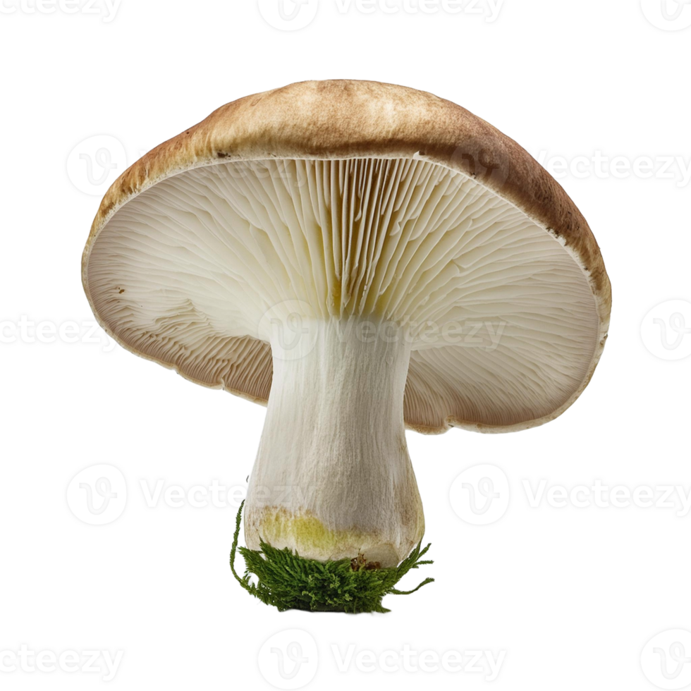 Vegetable Image Without Background White Mushroom png