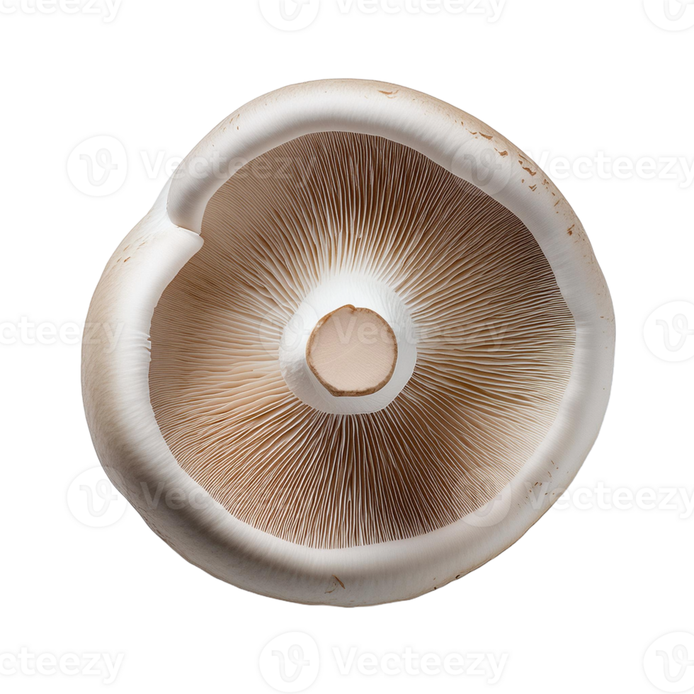Vegetable Image Without Background White Mushroom png