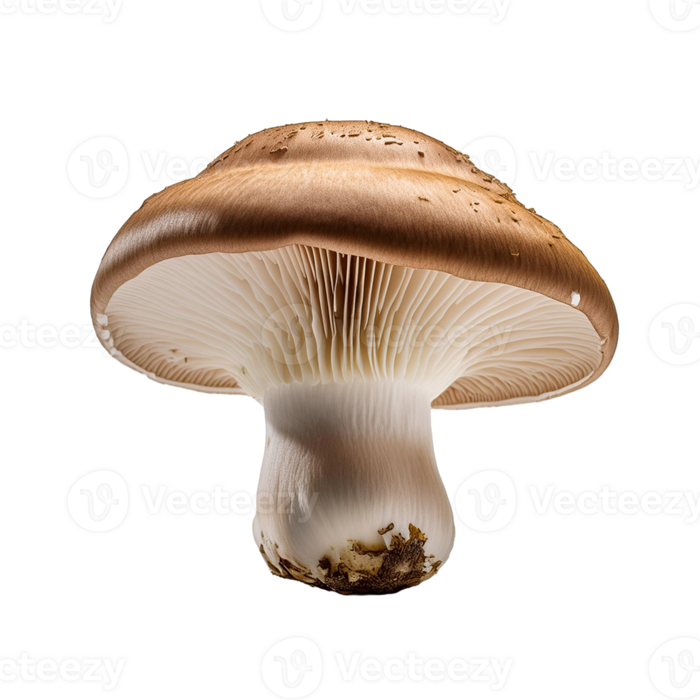 Vegetable Image Without Background White Mushroom png