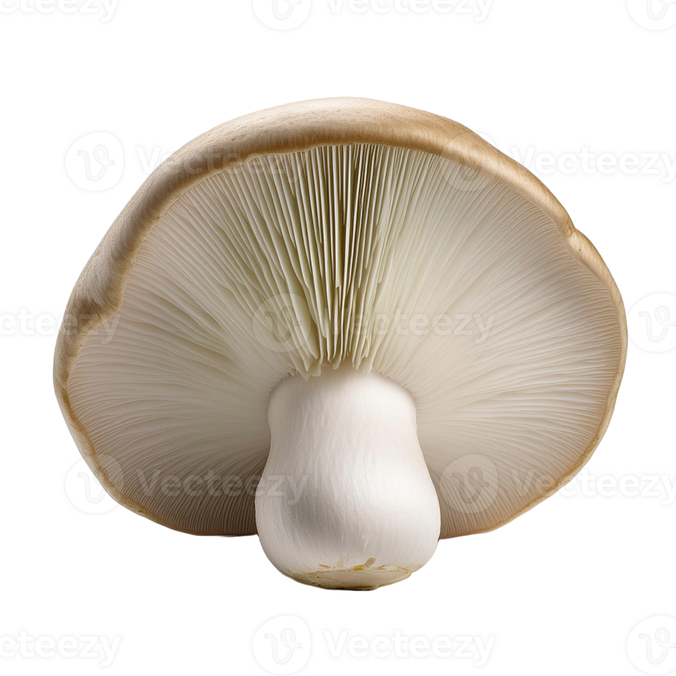 Vegetable Image Without Background White Mushroom png