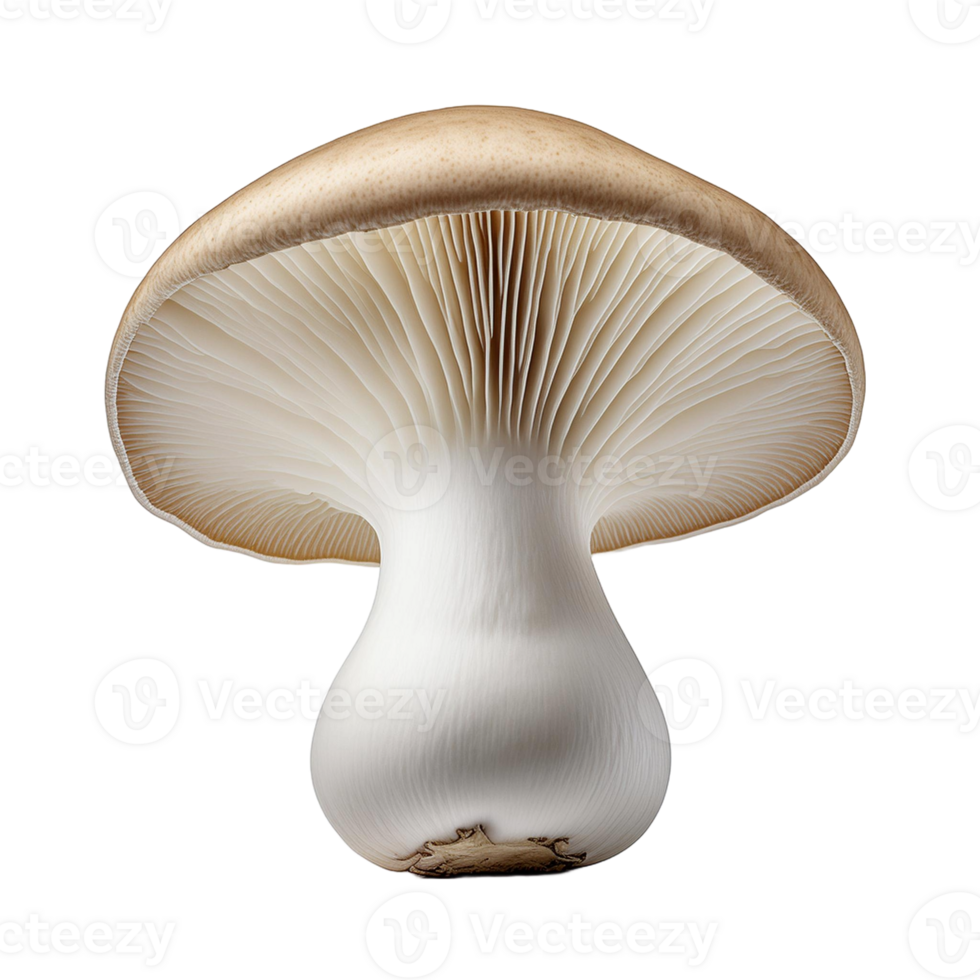 Vegetable Image Without Background White Mushroom png