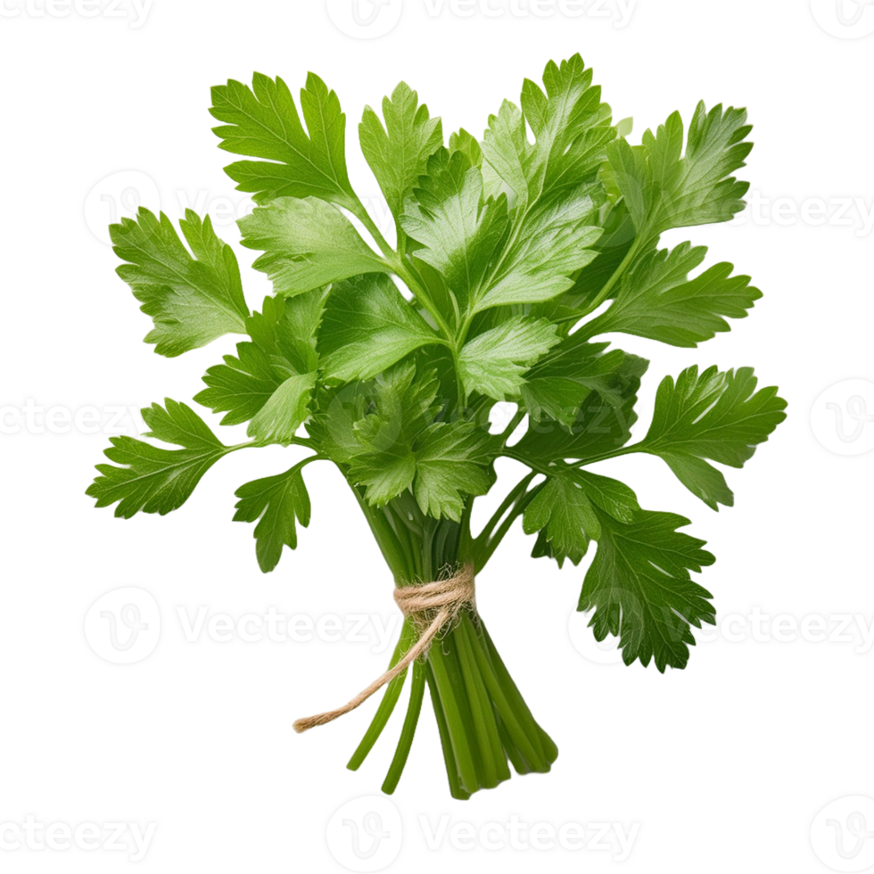 Vegetable Image Without Background Green Parsley png