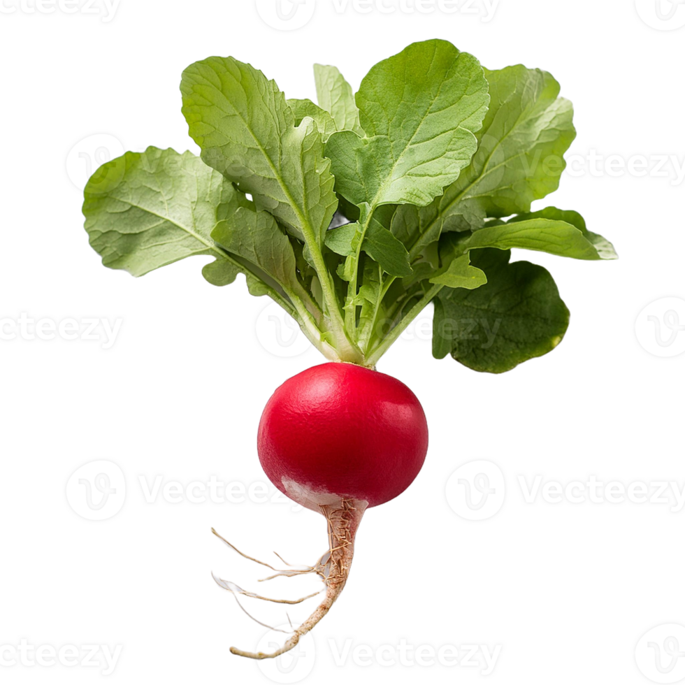 Vegetable Image Without Background Red Green Radish png