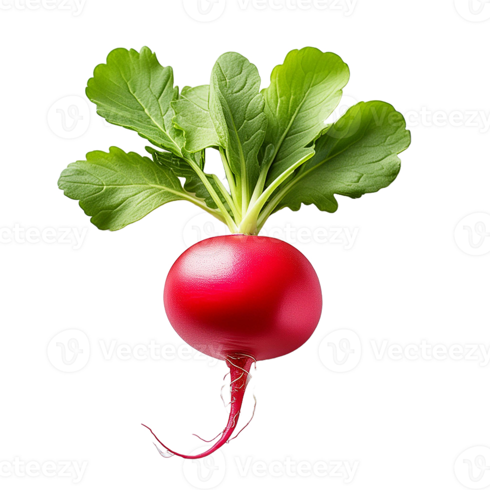 Vegetable Image Without Background Red Green Radish png