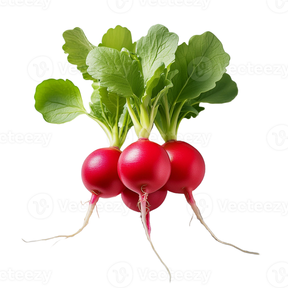 Vegetable Image Without Background Red Green Radish png
