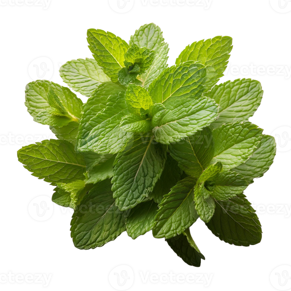 Vegetable Image Without Background Green Spearmint png