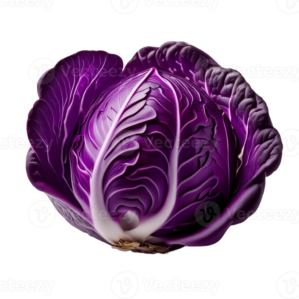 Vegetable Image Without Background Purple Red Cabbage png